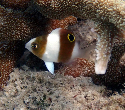 ダンダラスズメダイ　カラカラ先生　宮古島ダイビング