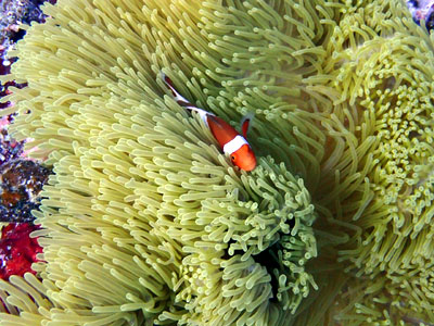カクレクマノミ 宮古島ダイビング カラカラ先生