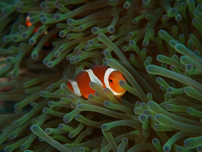 カクレクマノミ 宮古島ダイビング カラカラ先生