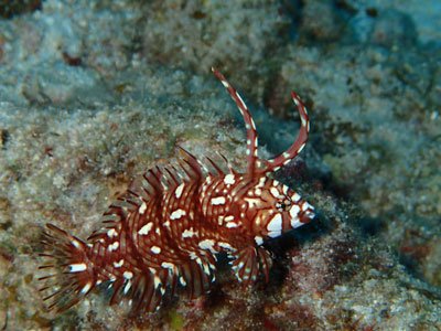 オビテンスモドキの幼魚