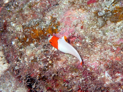 イロブダイの幼魚