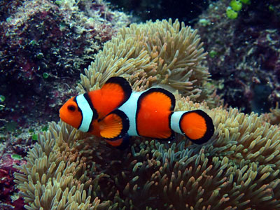 カクレクマノミ　宮古島　ダイビング