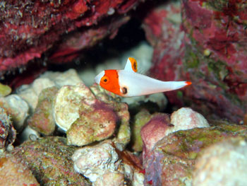 イロブダイの幼魚