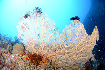 荳縺ョ轢ャ繝峨Ο繝・・