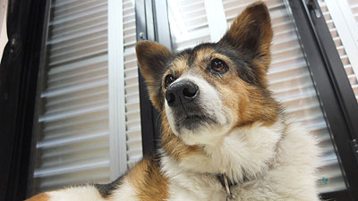 カラカラ先生のダイビングスクール 宮古島 番犬ギュー