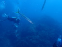 カラカラ先生のダイビングスクール　宮古島　シミランツアー