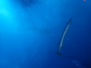 カラカラ先生のダイビングスクール　宮古島　シミランツアー