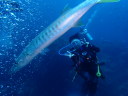 カラカラ先生のダイビングスクール　宮古島　シミランツアー