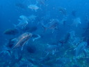 カラカラ先生のダイビングスクール　宮古島　シミランツアー