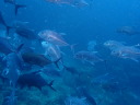 カラカラ先生のダイビングスクール　宮古島　シミランツアー