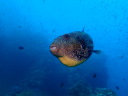 カラカラ先生のダイビングスクール　宮古島　シミランツアー