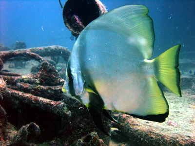 伊良部島　沈船のアカククリ