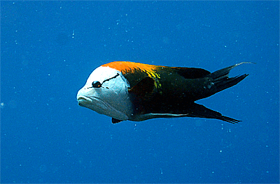 宮古島の魚ギチベラ