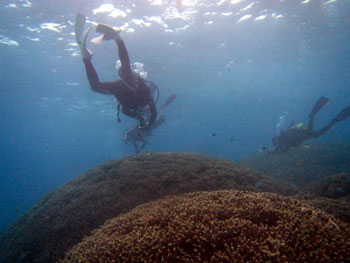 宮古島　サンゴ　ダイビング