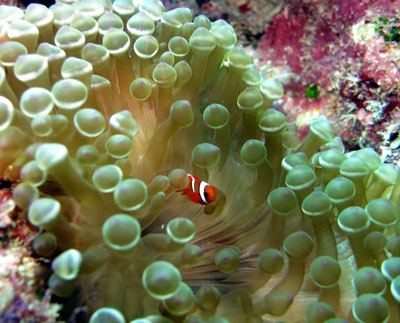 ハマクマノミ幼魚