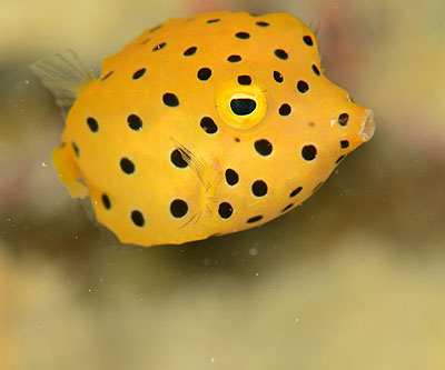 ミナミハコフグの幼魚