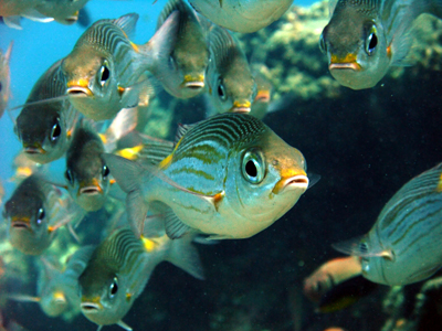 宮古島の魚　ノコギリダイ