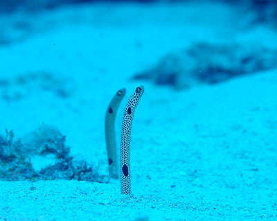 チンアナゴ