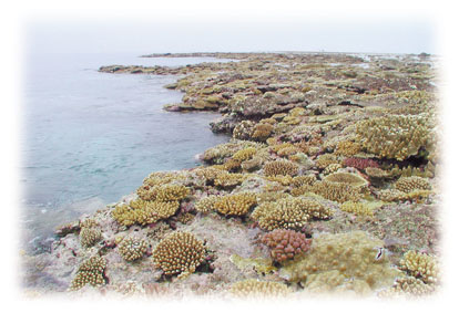 八重干瀬は、 宮古島市池間島の北方約５−１５キロの沖合にある日本最大のサンゴ礁群で、総称して「やびじ」と呼ばれている。