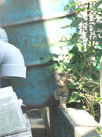 集落内を歩くと多くの野良ネコに遭遇する=高野集落