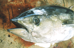 宮古近海では大物キハダマグロが釣れる。太公望の中には一時間以上も格闘が続く人も