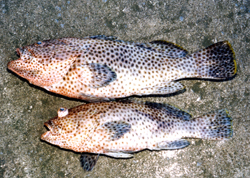 一度ミーバイの強烈な引きを味わうと忘れられない。高級魚の1つ