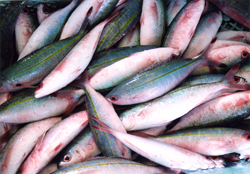 群れを成すグルクンの入れ食いはたまらない。県魚で大衆魚として人気が高い